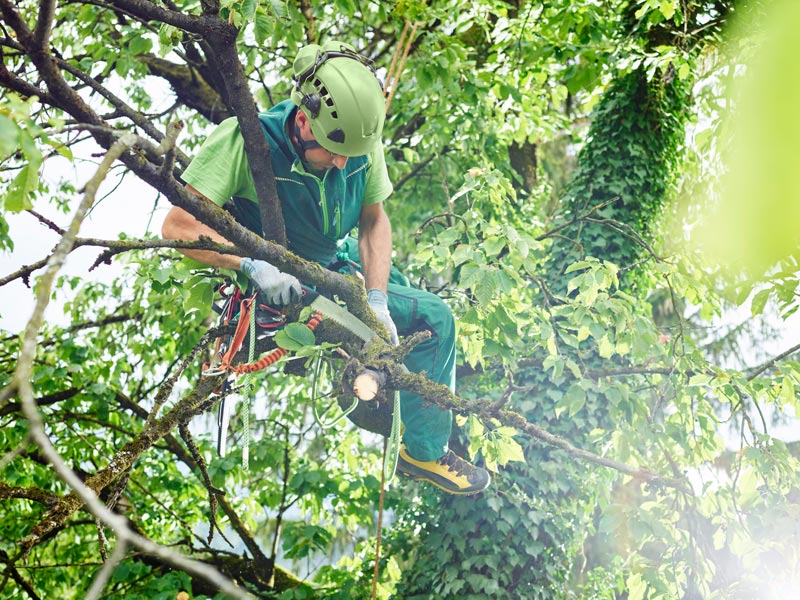 A man in a helmet climbing a tree.