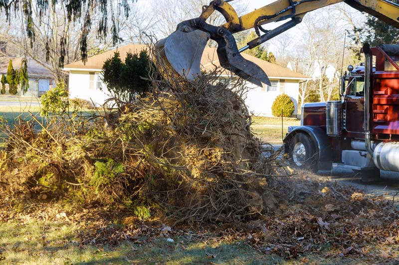 tree-clearing-services-near-portland-or-watts-tree-service