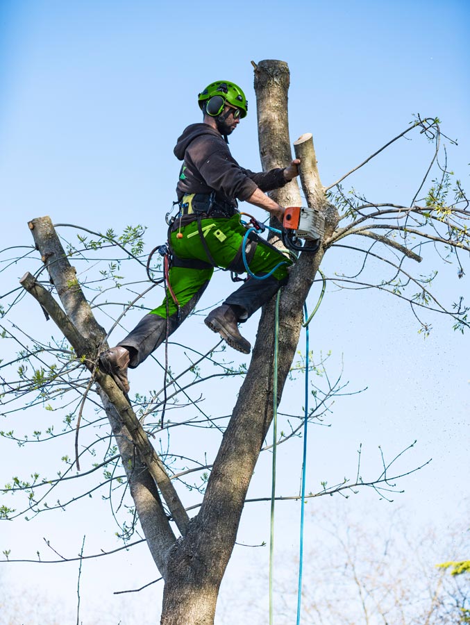 Residential Tree Pruning & Trimming Watts Tree Service