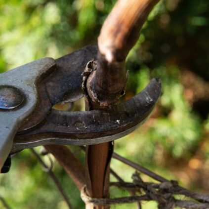 The Importance of Residential Tree Care Services