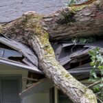 Who Is Responsible When a Tree Falls on a Home?