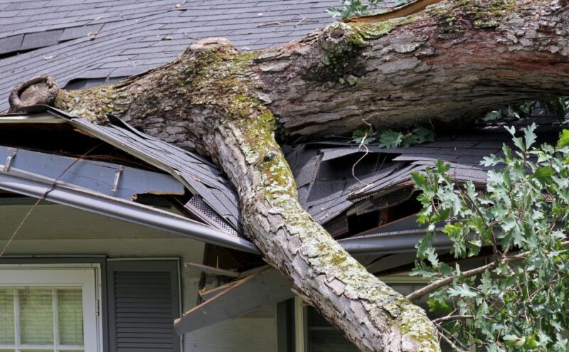 Who Is Responsible When a Tree Falls on a Home?