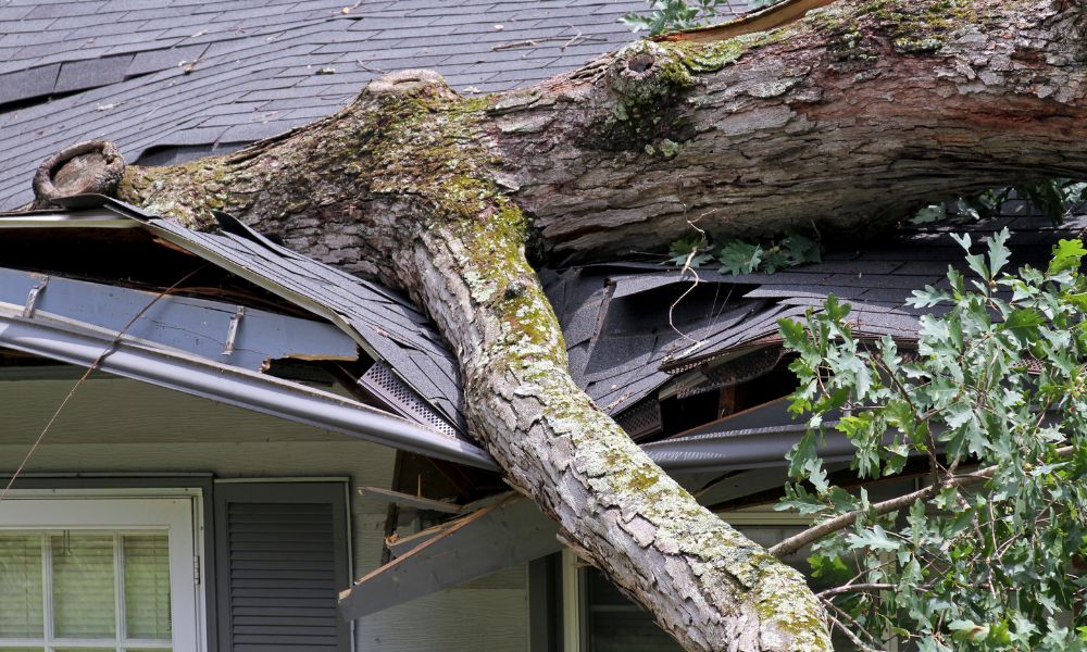 Who Is Responsible When a Tree Falls on a Home?