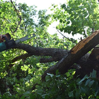 The Most Telling Signs of an Unhealthy Tree