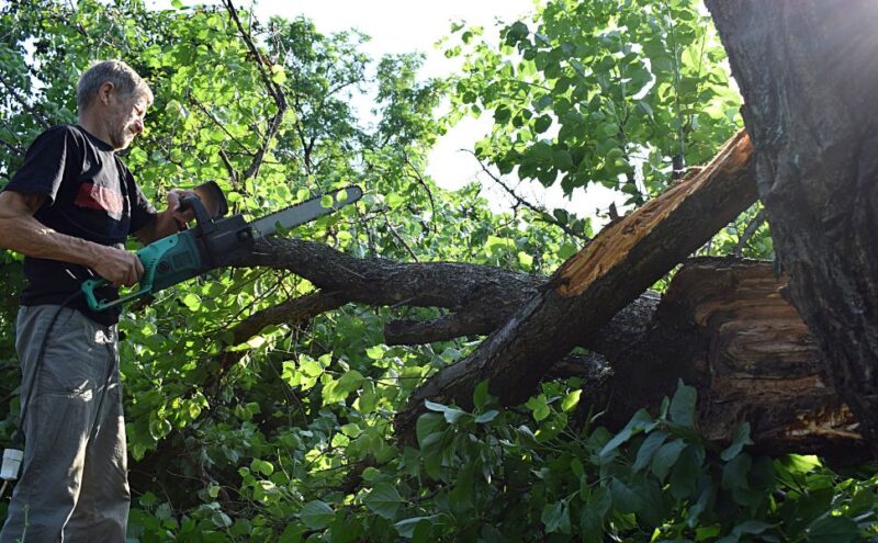 The Most Telling Signs of an Unhealthy Tree