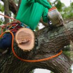A Guide to Residential Tree Trimming and Pruning