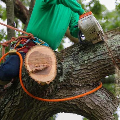 A Guide to Residential Tree Trimming and Pruning