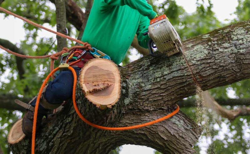 A Guide to Residential Tree Trimming and Pruning