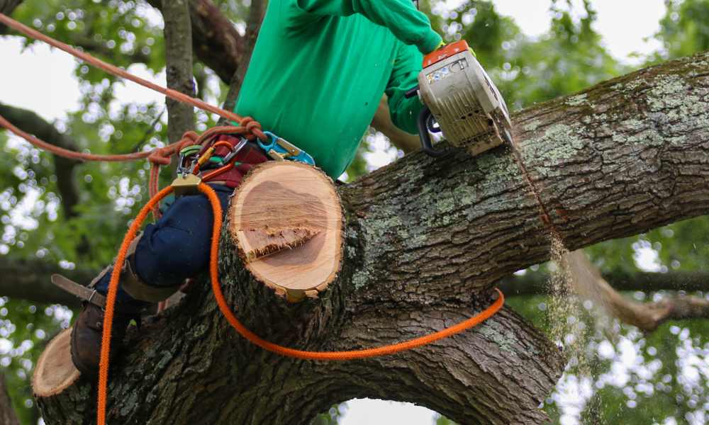 A Guide to Residential Tree Trimming and Pruning