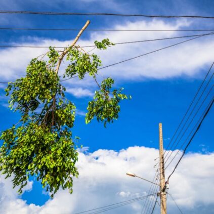 Understanding the Danger of Power Lines Near Trees
