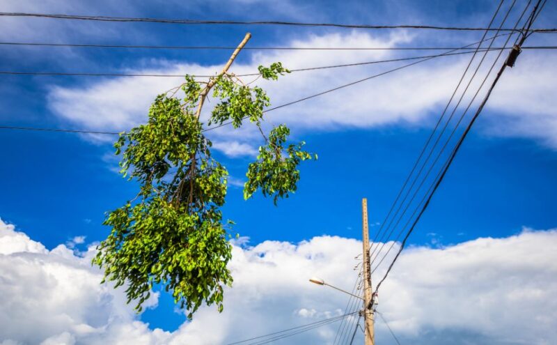 Understanding the Danger of Power Lines Near Trees