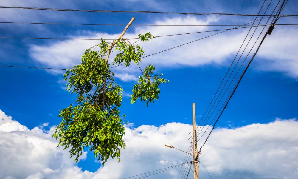 Understanding the Danger of Power Lines Near Trees