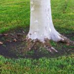 Exploring How Tree Roots Can Damage Your Home