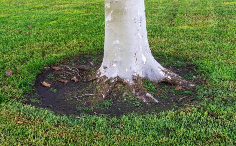 Exploring How Tree Roots Can Damage Your Home