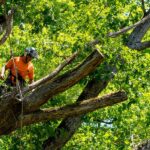Questions To Ask Before Hiring a Commercial Tree Care Service