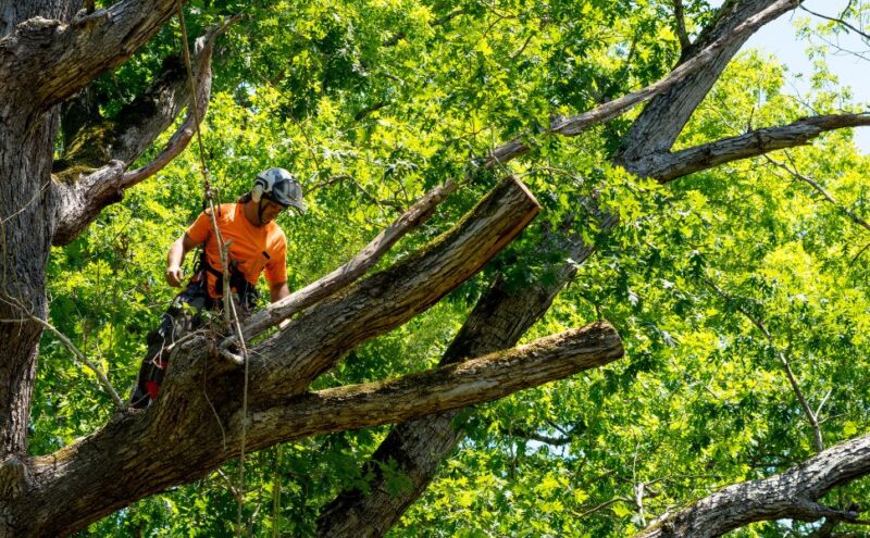 Questions To Ask Before Hiring a Commercial Tree Care Service