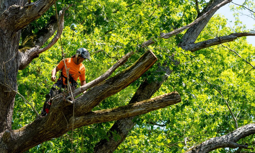 Questions To Ask Before Hiring a Commercial Tree Care Service