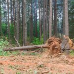 When Is Commercial Land Clearing Necessary?