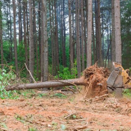 When Is Commercial Land Clearing Necessary?