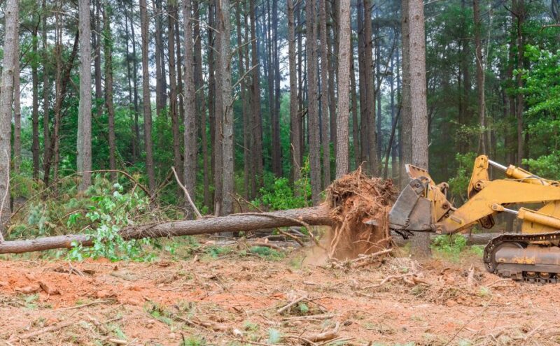 When Is Commercial Land Clearing Necessary?