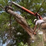 Proactive Tree Maintenance: Preventing Potential Hazards