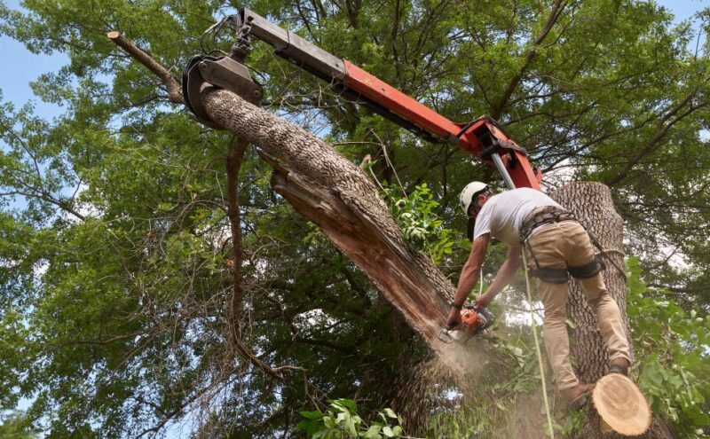 Proactive Tree Maintenance: Preventing Potential Hazards