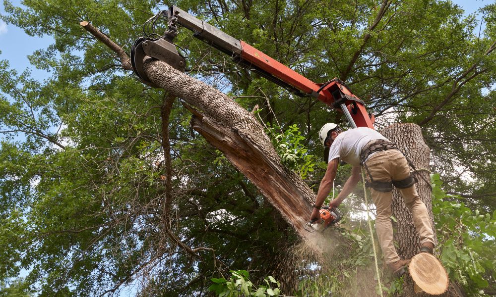 Proactive Tree Maintenance: Preventing Potential Hazards