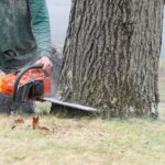 When and Why Is Residential Tree Removal Necessary?