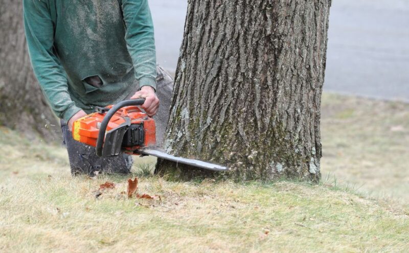 When and Why Is Residential Tree Removal Necessary?