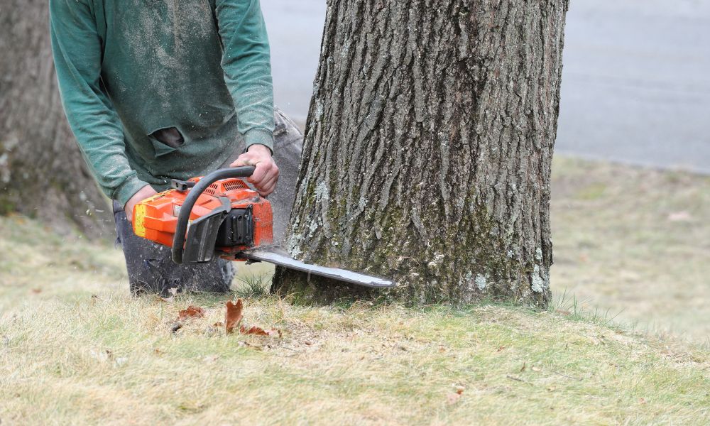 When and Why Is Residential Tree Removal Necessary?