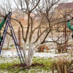 Winter Tree Care: What Homeowners Should Know