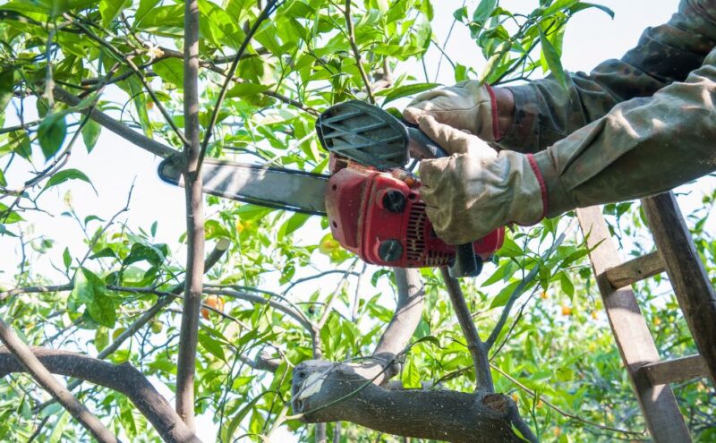 5 Ways To Minimize the Risk of Storm Damage on Trees