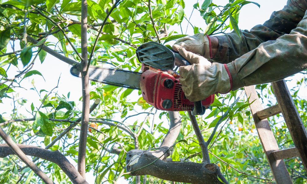 5 Ways To Minimize the Risk of Storm Damage on Trees