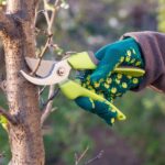 Tree Trimming vs. Tree Pruning: What’s the Key Difference?