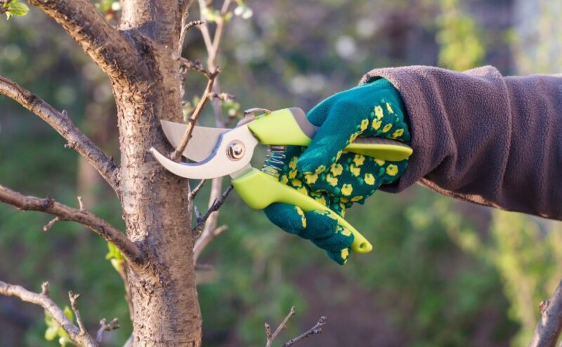 Tree Trimming vs. Tree Pruning: What’s the Key Difference?