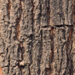 Recognizing the Telltale Signs of Drought Stress in Trees