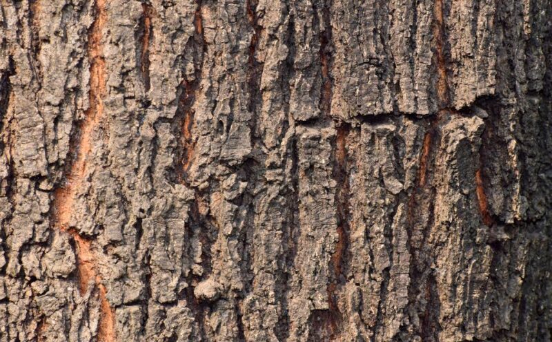 Recognizing the Telltale Signs of Drought Stress in Trees