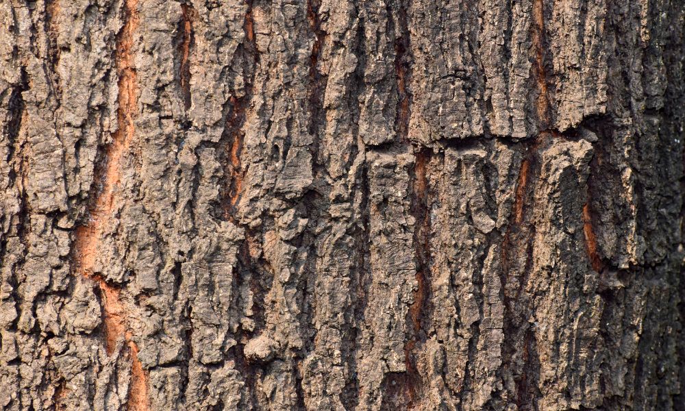 Recognizing the Telltale Signs of Drought Stress in Trees