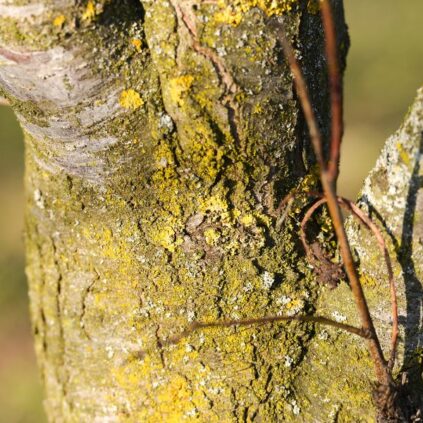 What Is a Tree Risk Assessment and When Do You Need One?
