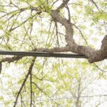 What To Do if a Tree’s Branches Get Too Close To Power Lines