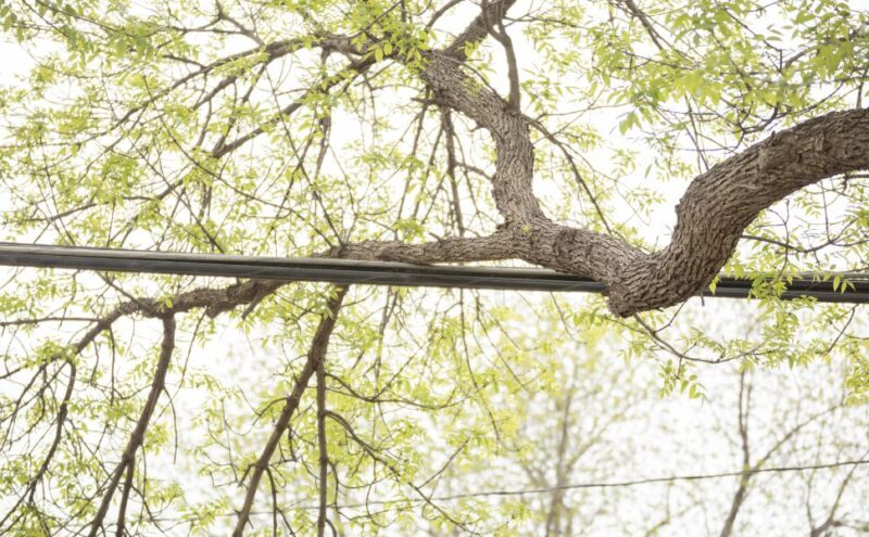 What To Do if a Tree’s Branches Get Too Close To Power Lines