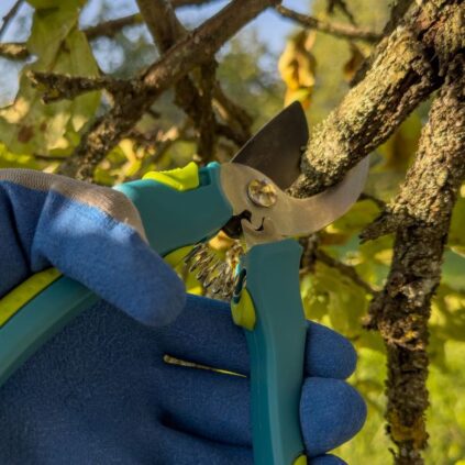 5 Essential Maintenance Tips for Keeping Your Trees Healthy