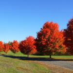 Overview of the Top Tree Species for Commercial Landscaping