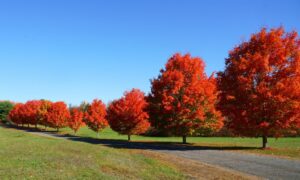 Overview of the Top Tree Species for Commercial Landscaping