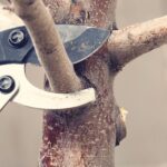 Pros and Cons of DIY Tree Care vs. Professional Services
