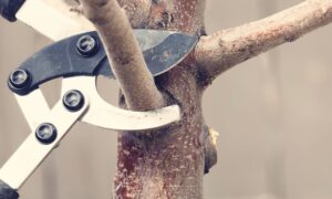 Pros and Cons of DIY Tree Care vs. Professional Services
