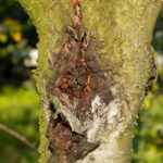 Everything You Need To Know About Tree Diseases and Pests