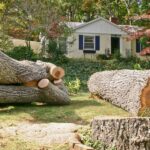 The Complete Guide to Emergency Tree Removal Services