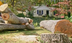 The Complete Guide to Emergency Tree Removal Services