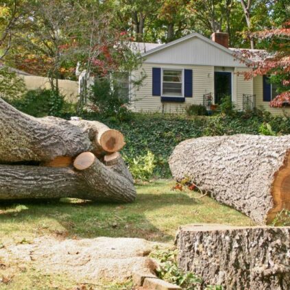 The Complete Guide to Emergency Tree Removal Services
